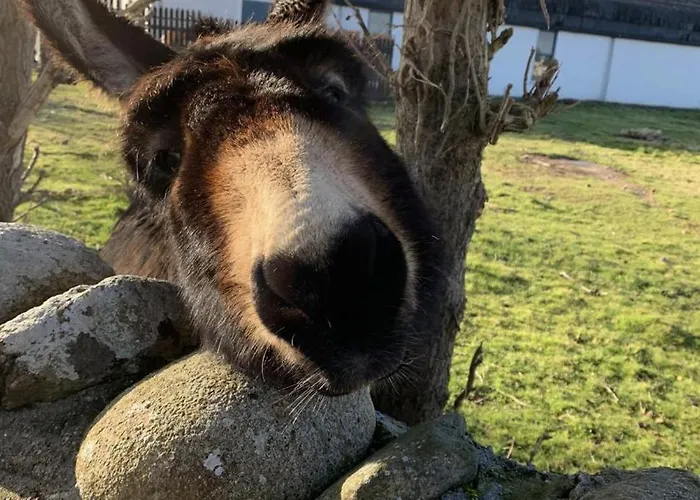 Дом отдыха Croi Na Coille 3 Bedroom Country House *